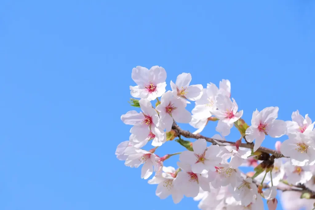 桜の花と青空